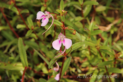 Impatiens fasciculata